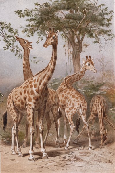 Girafa, álbum de Brehms Tierleben> Allgemeine Kunde des Tierreichs, vol. 3, p. 9, publicado pela bz Bibliographisches Institut, 1891 de German School
