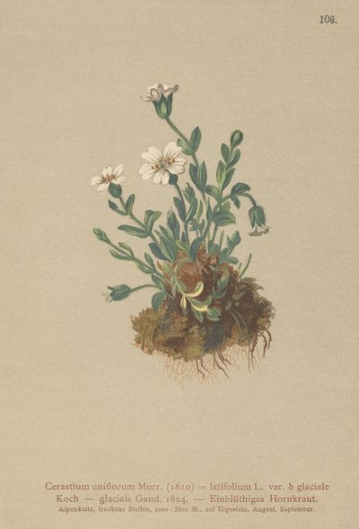 Orelha de rato gelada (Cerastium uniflorum, Cerastium latifolium var. Glaciale, Cerastium glaciale) de German School