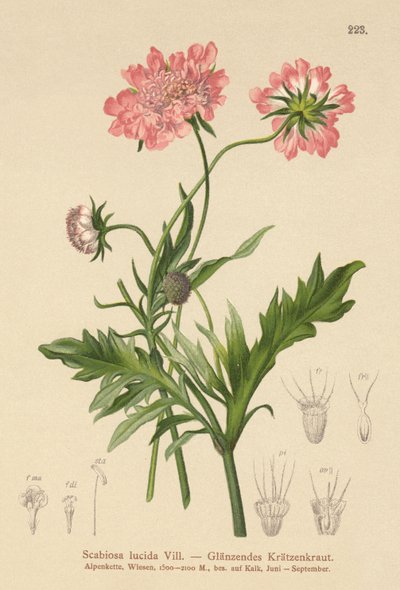 Escabiosa brilhante (Scabiosa lucida) de German School