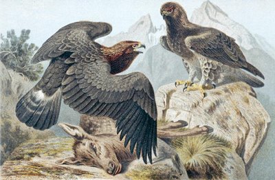 Golden Eagle, prato de "Brehms Tierleben": Allgemeine Kunde des Tierreichs" vol.6, p.266, publicado pelo Bibliographisches Institut de German School