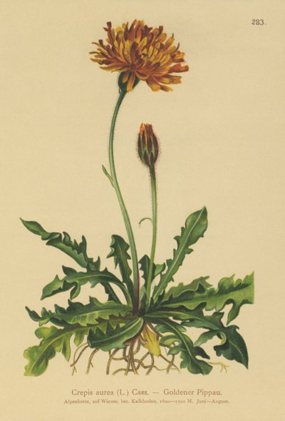 Golden Hawks-barba (Crepis aurea) de German School