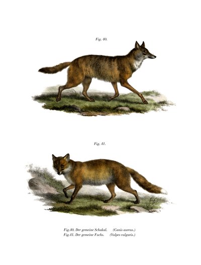 Chacal Dourado, 1860 de German School