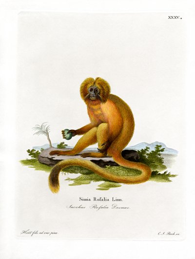 Tamarim Leão Dourado (gravura colorida) de German School