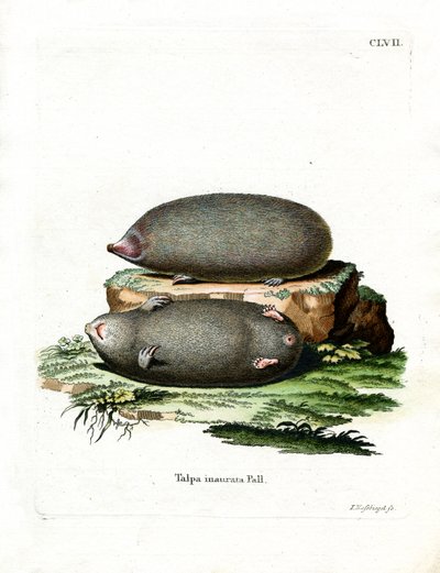 Golden Mole (gravação a cores) de German School