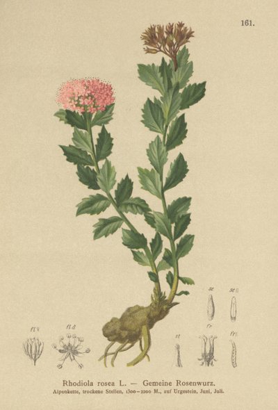 Raiz Dourada (Rhodiola rosea) de German School