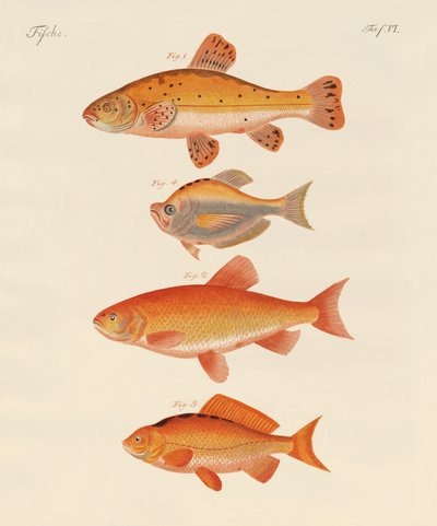 Peixes dourados (gravura colorida) de German School