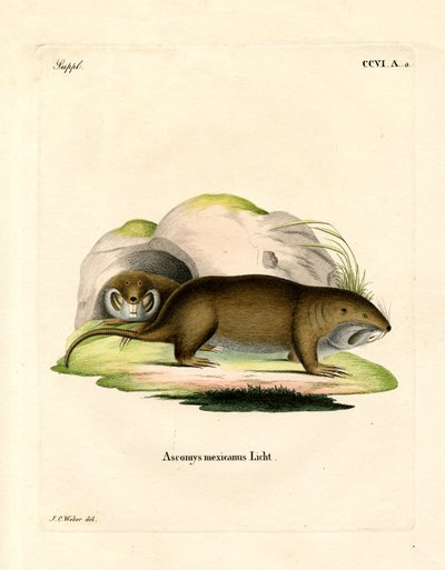 Gopher (gravura colorida) de German School