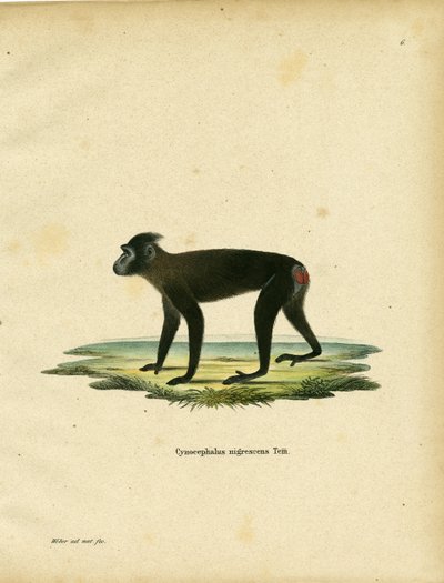 Gorontalo Macaque (gravação a cores) de German School