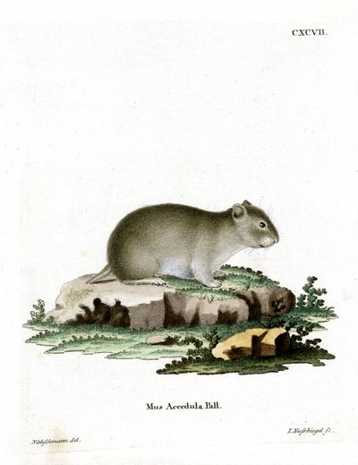 Gray Dwarf Hamster (gravura colorida) de German School