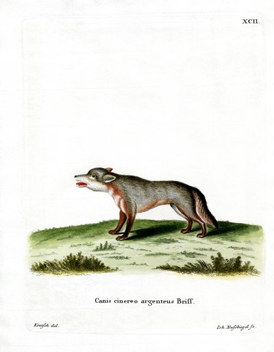 Raposa Cinzenta (gravação a cores) de German School