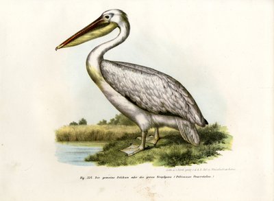 Grande Pelicano Branco, 1864 de German School