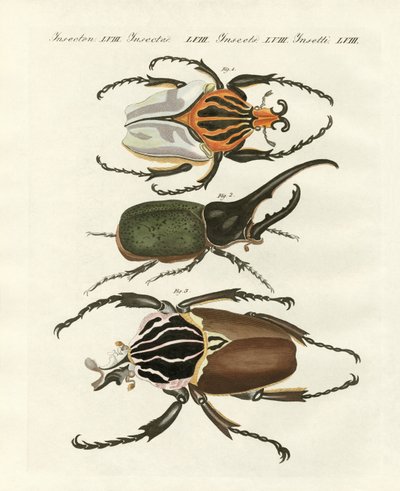 Grandes e raros escaravelhos estrangeiros (gravura colorida) de German School