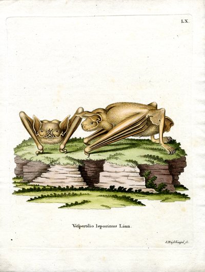 Morcego Bulldog Grande (gravura colorida) de German School