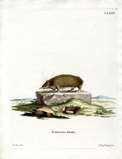 Greater Hedgehog Tenrec (gravação a cores) de German School