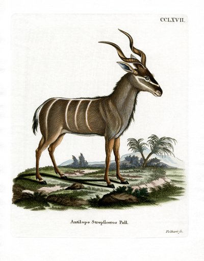 Greater Kudu (gravura colorida) de German School