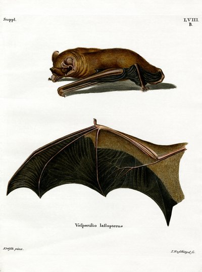 Morcego Noctule Maior (gravação a cores) de German School