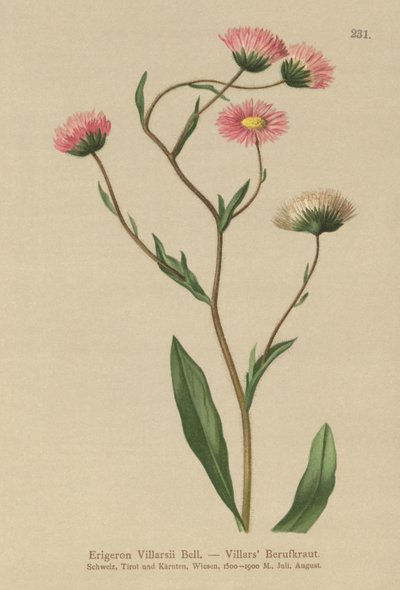 Fleabane grega (Erigeron Villarsii, Erigeron atticus) de German School
