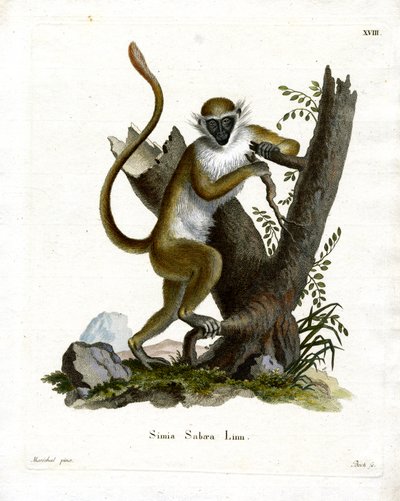 Macaco Verde (gravação a cores) de German School