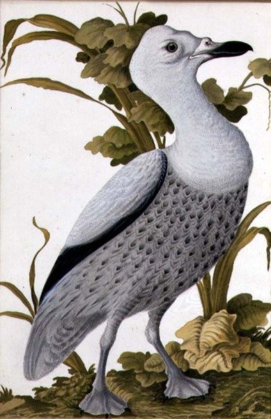 Grey Goose, c.1740 (aguarela sobre papel) de German School