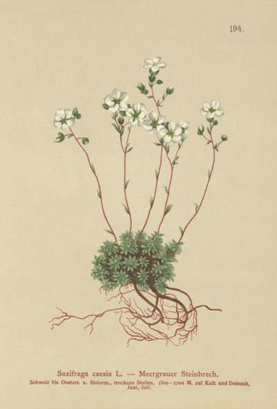 Saxifrage cinzento (Saxifraga caesia) de German School