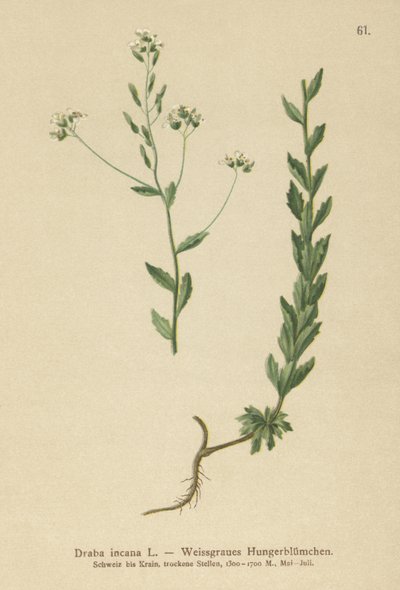 Gray Whitlow-grama (Draba incana,) de German School