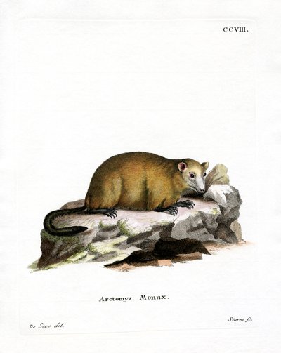 Marmota (gravação a cores) de German School