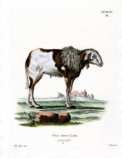 Guinea Sheep (gravura a cores) de German School