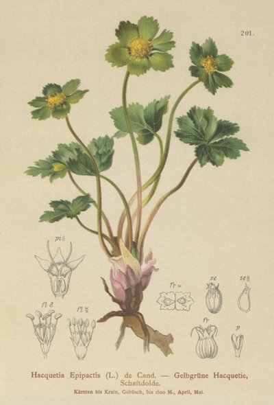 Hacquetia (hacquetia) de German School