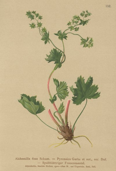 Manto Ladys sem pêlos (Alchemilla fissa, Alchemilla Pyrenaica) de German School