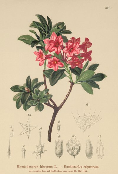 Alpenrose peludo (Rhododendron hirsutum) de German School