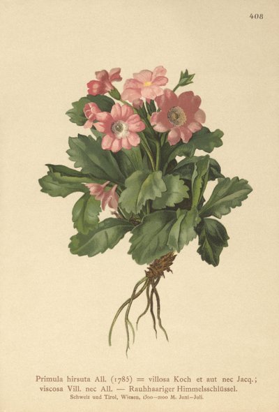 Primrose peluda (Primula hirsuta) de German School