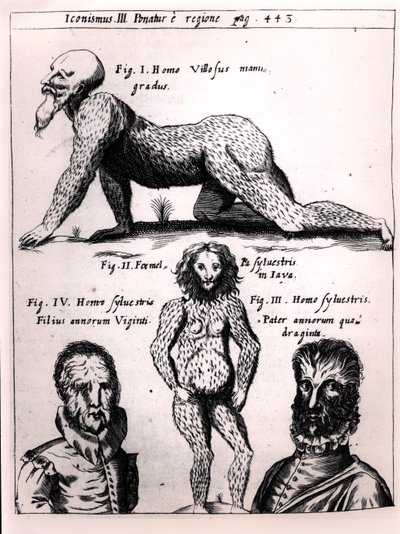 Homem peludo e homem selvagem, ilustração de Physica Curiosa por Gaspar Schott (1608-66) de German School