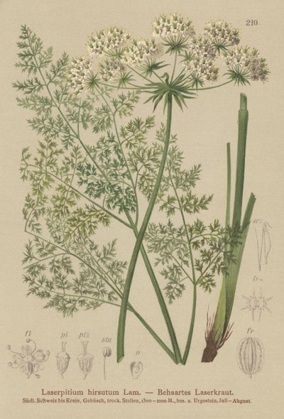 Hallers Sermountain (Laserpitium hirsutum, Estados Laserpitium, Laserpitium panax) de German School