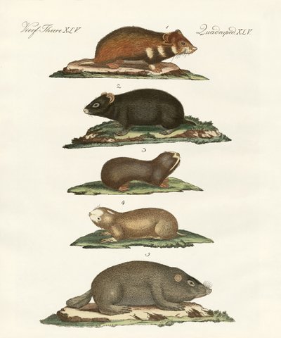 Hamsters e ratos do campo de German School