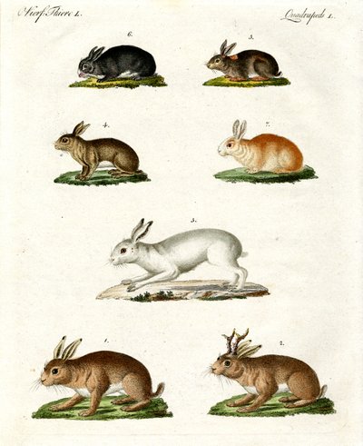 Lebres e coelhos de German School
