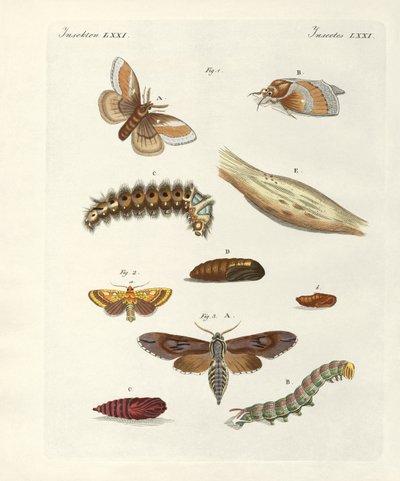 Borboletas nocivas (gravura colorida) de German School