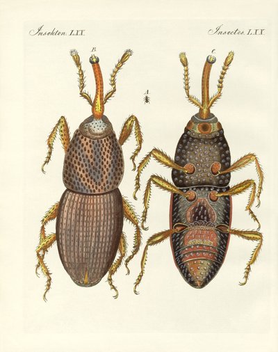 Insectos nocivos (gravura colorida) de German School