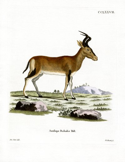 Hartebeest (gravação a cores) de German School
