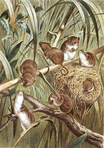 Harvest Mouse, prato de "Brehms Tierleben": Allgemeine Kunde des Tierreichs", vol.2, p.515, publicado pelo Bibliographisches Institut de German School