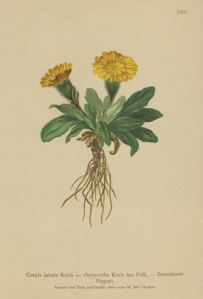 Barba-de-pêlo (Crepis jubata, Crepis rhaetica) de German School