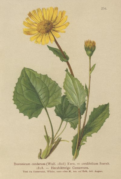 Leopardos com folhas de coração Bane (Doronicum cordatum, Doronicum cordifolium, Aronicum cordatum) de German School
