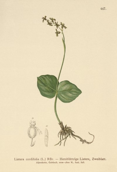 Twayblade de folhas com coração (Listera cordata, Listera cordifolia, Neottia cordata) de German School