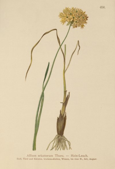 HEATH Alho (Allium marcas, alho duro, Allium graminifolium) de German School