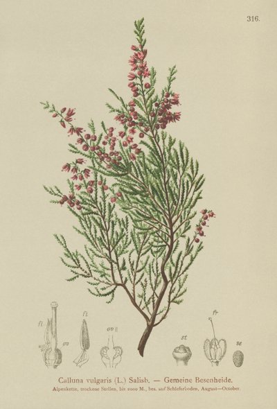 Urze (Calluna vulgaris) de German School