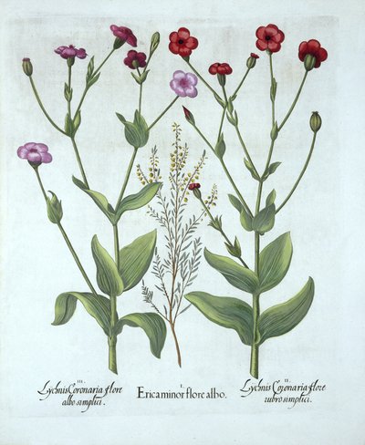 Heather e dois tipos de Lychnis, de Hortus Eystettensis, por Basil Besler (1561-1629), pub. 1613 (gravura colorida à mão) de German School
