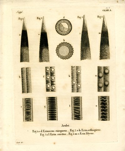 Porco-espinho Prickles (gravação a cores) de German School