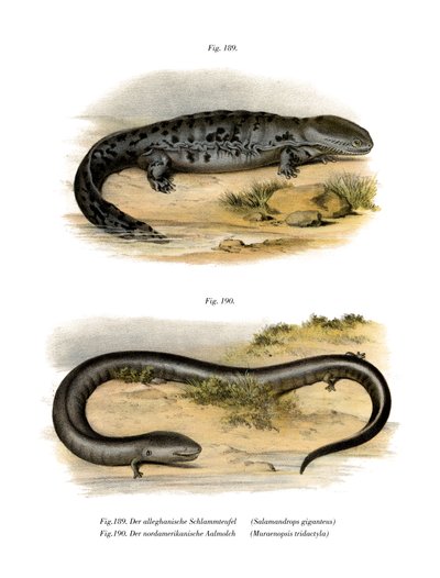 Hellbender (cor litho) de German School