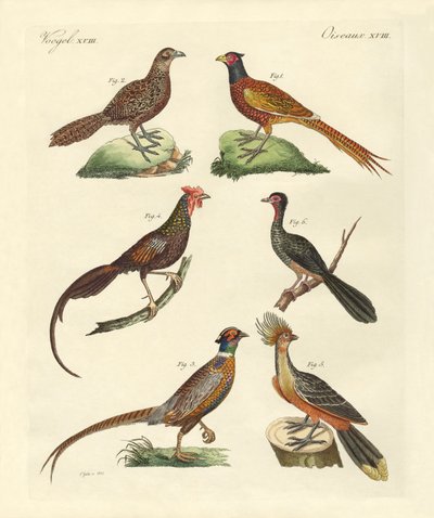 Galinha-como pássaros de German School