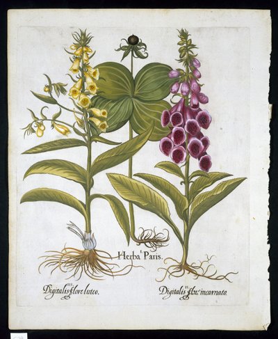 Erva Paris (Solanum quadrifolium), Dedaleira comum (Digitalis Purpurea) Grande Dedaleira amarela de Hortus Eystettensis por Basil Besler (1561-1629) pub 1613 (gravura colorida à mão) de German School