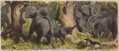 Manada de elefantes numa selva africana (gravura colorida) de German School